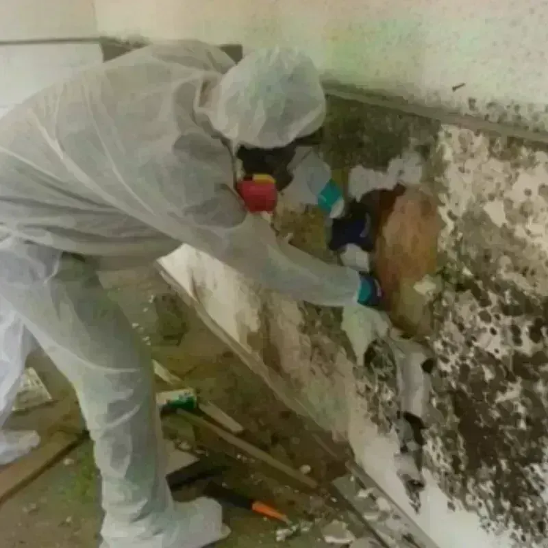 Mold Remediation and Removal in Seabrook, NH